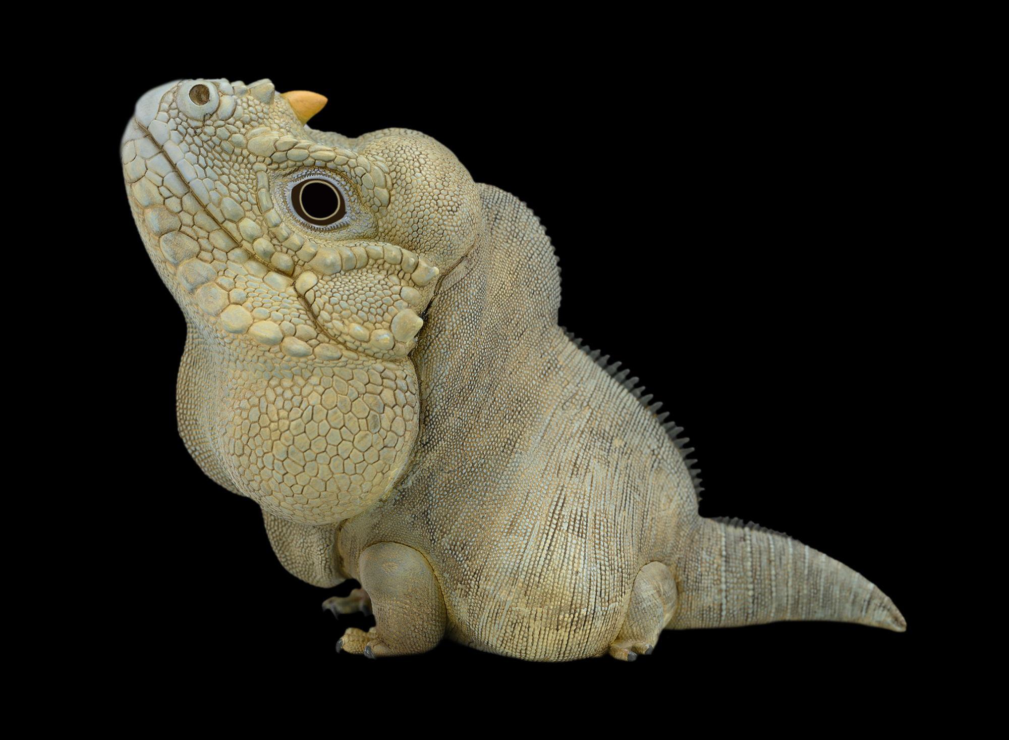 AHB Series 16 / Cyclura Cornuta - Rhinoceros Iguana / Lizard
