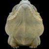 AHB Series 16 / Cyclura Cornuta - Rhinoceros Iguana / Lizard