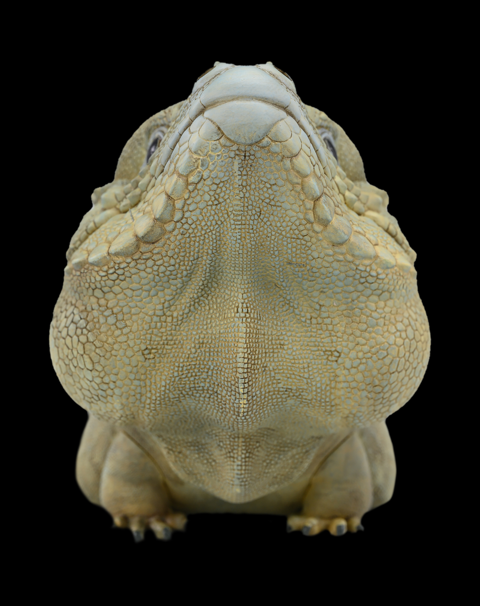 AHB Series 16 / Cyclura Cornuta - Rhinoceros Iguana / Lizard