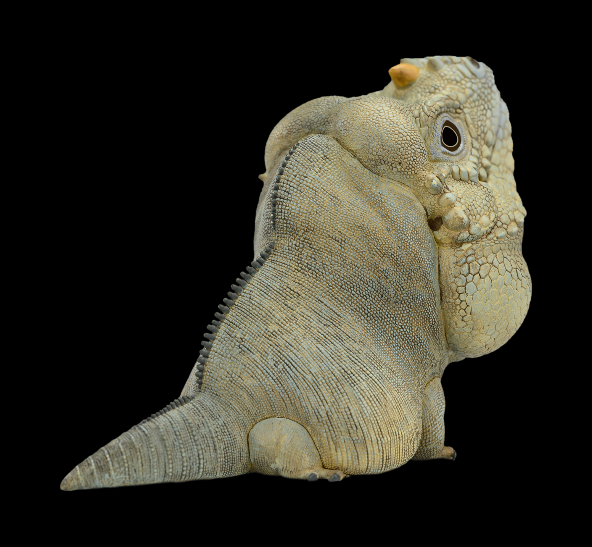 AHB Series 16 / Cyclura Cornuta - Rhinoceros Iguana / Lizard