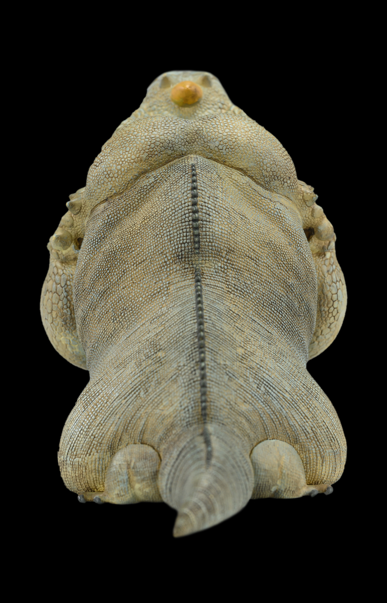 AHB Series 16 / Cyclura Cornuta - Rhinoceros Iguana / Lizard