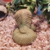AHB Series 5 / Ophiophagus Hannah - King Cobra / Snake