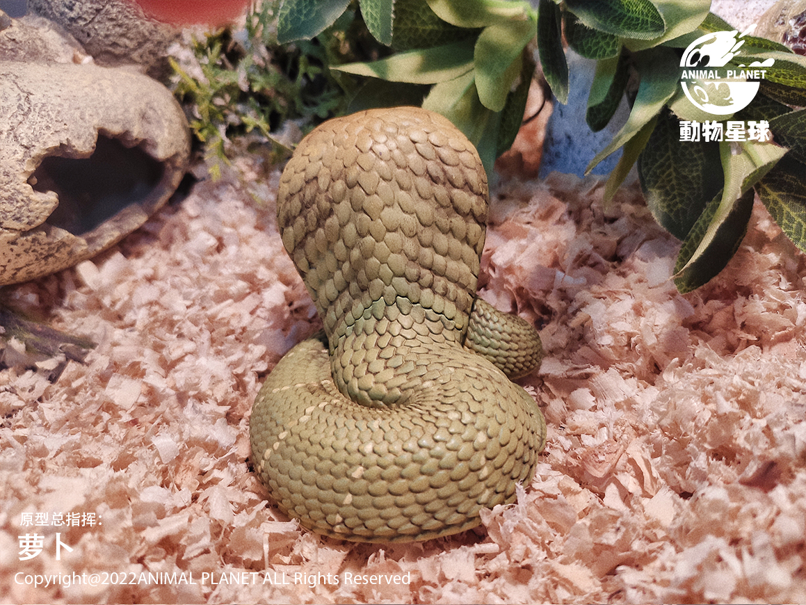 AHB Series 5 / Ophiophagus Hannah - King Cobra / Snake