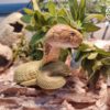 AHB Series 5 / Ophiophagus Hannah - King Cobra / Snake