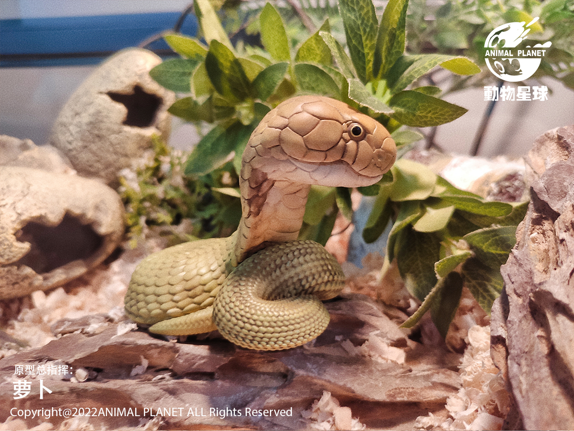 AHB Series 5 / Ophiophagus Hannah - King Cobra / Snake