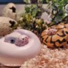 AHB Series 5 / Python Regius - Leucistic Ball Python / Snake