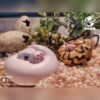 AHB Series 5 - Enchi Ball Python – Python regius | Snake