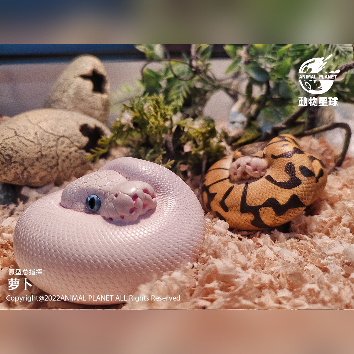 AHB Series 5 - Enchi Ball Python – Python regius | Snake