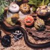 AHB Series 5 / Lampropeltis Getula Californiae - California Kingsnake / Snake