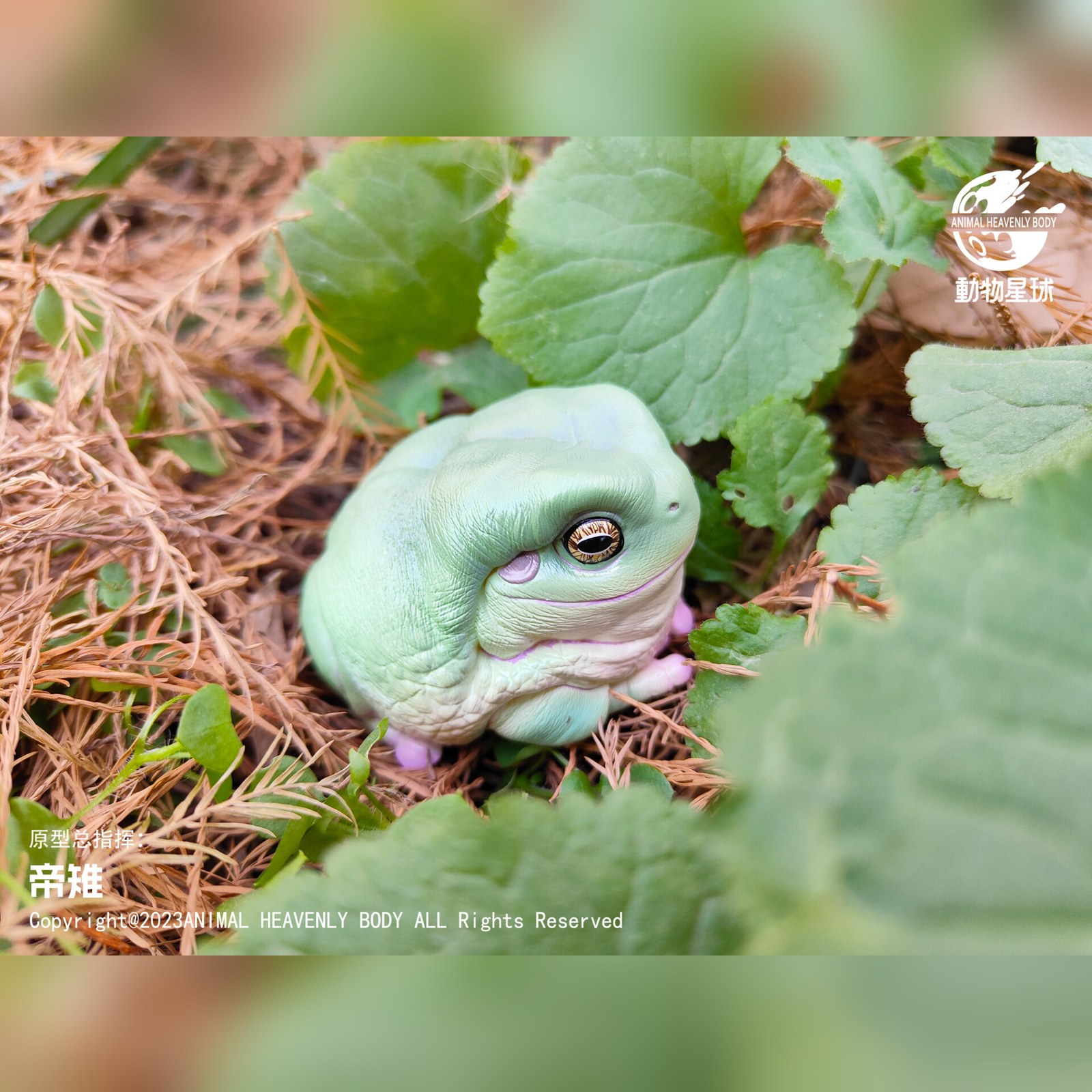 AHB Series 5 - Enchi Ball Python – Python regius | Snake