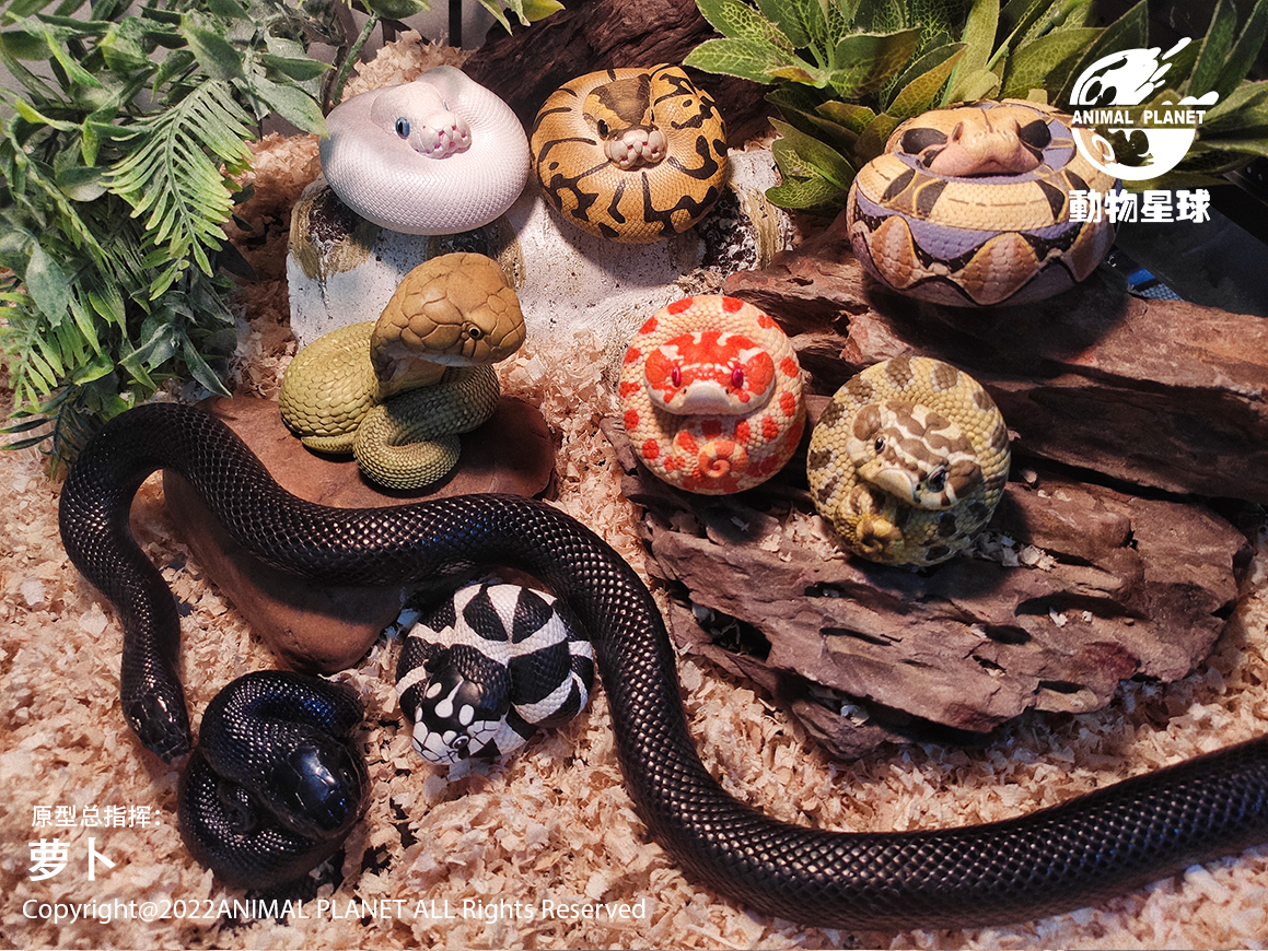AHB Series 5 / Lampropeltis Getula Californiae - California Kingsnake / Snake