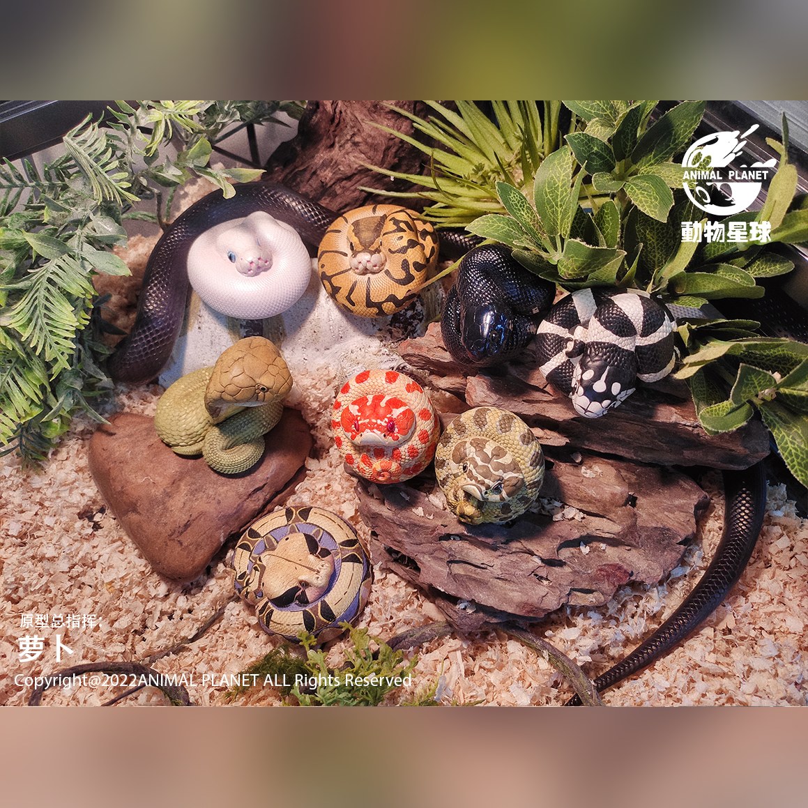 AHB Series 5 - Enchi Ball Python – Python regius | Snake