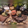 AHB Series 5 - Enchi Ball Python – Python regius | Snake