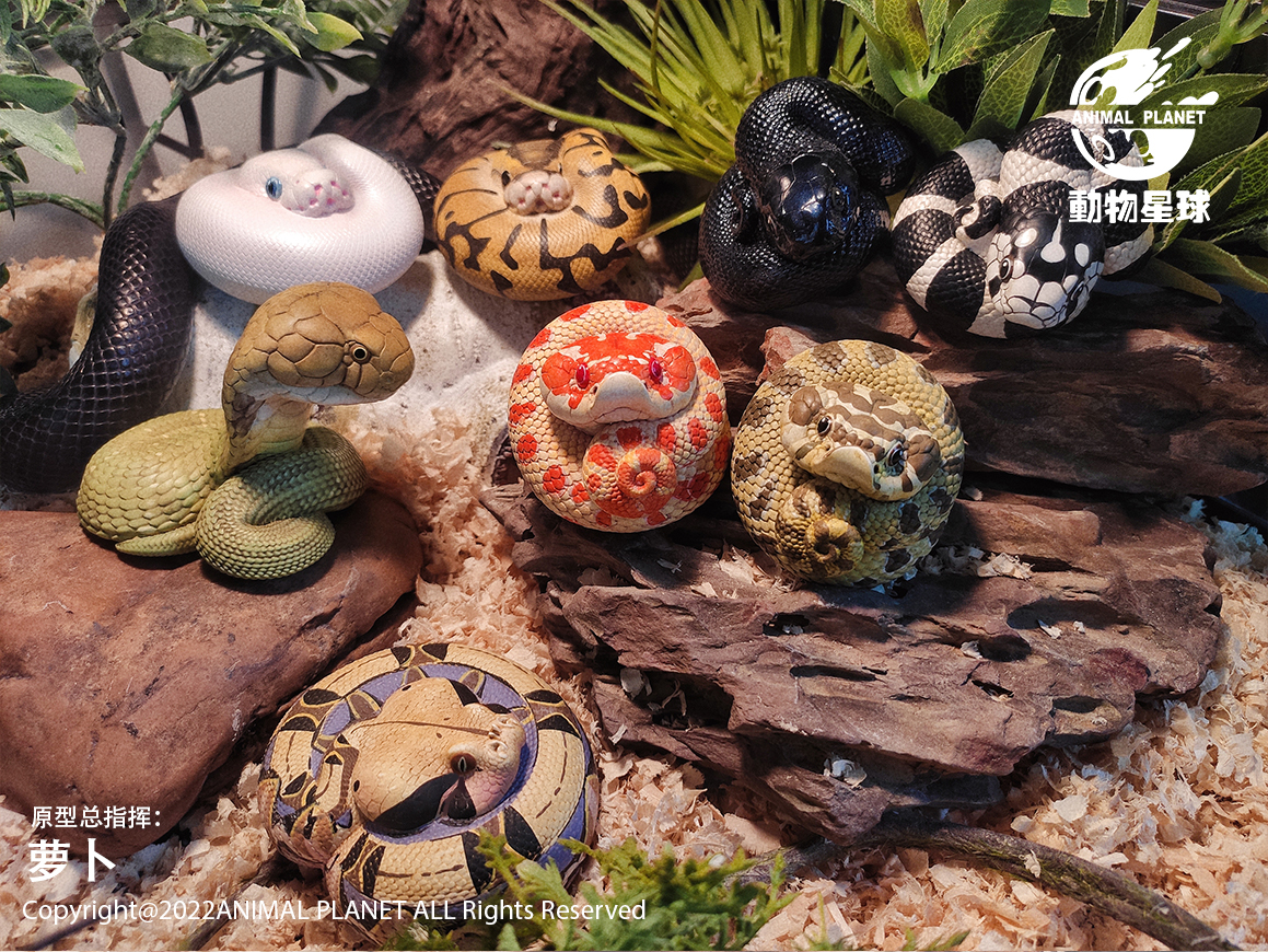 AHB Series 5 / Lampropeltis Getula Californiae - California Kingsnake / Snake