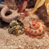 AHB Series 5 / Eterodon Nasicus - Western Hognose Snake / Snake