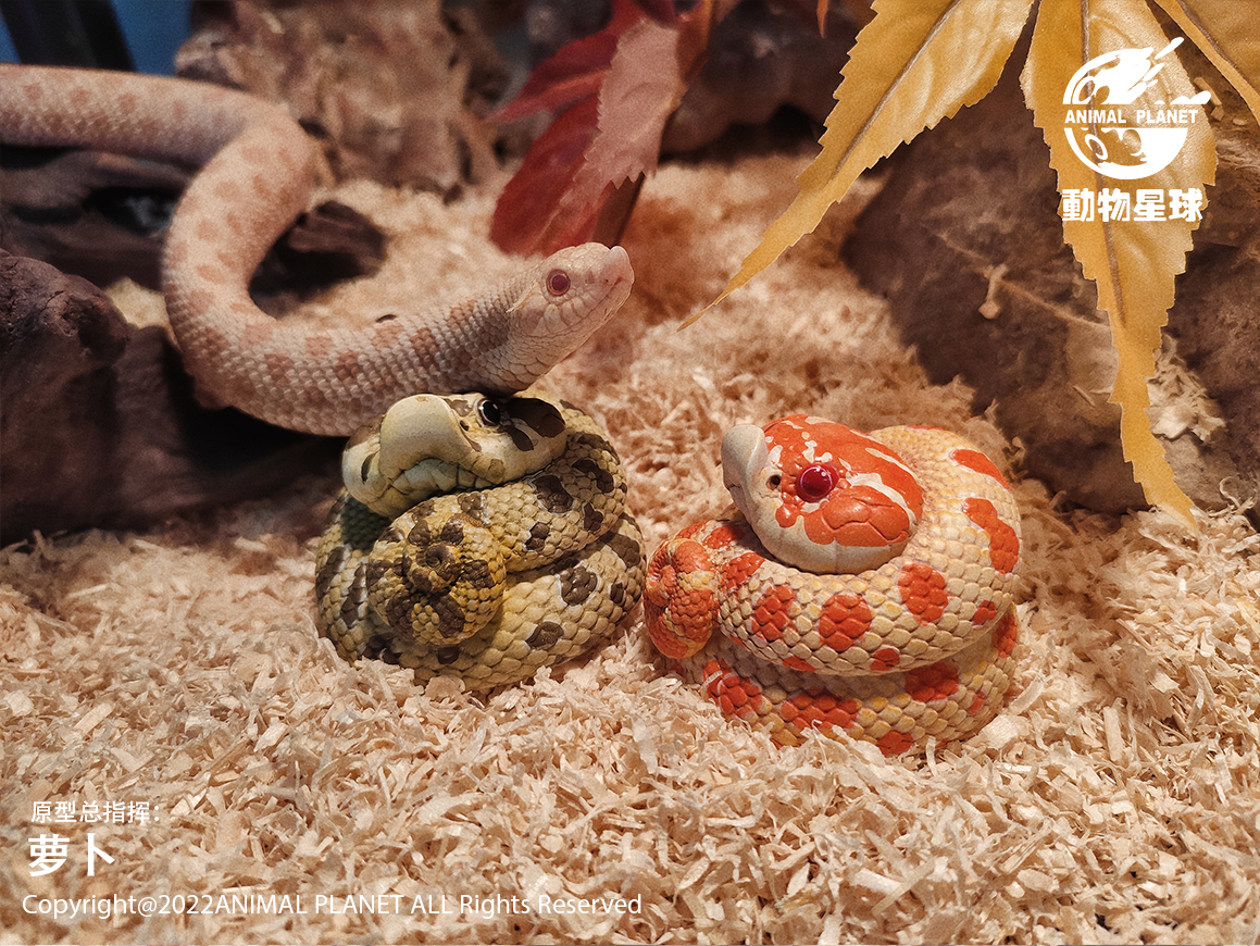 AHB Series 5 / Eterodon Nasicus - Western Hognose Snake / Snake