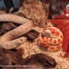 AHB Series 5 / Eterodon Nasicus - Extreme Red Hognose Snake / Snake