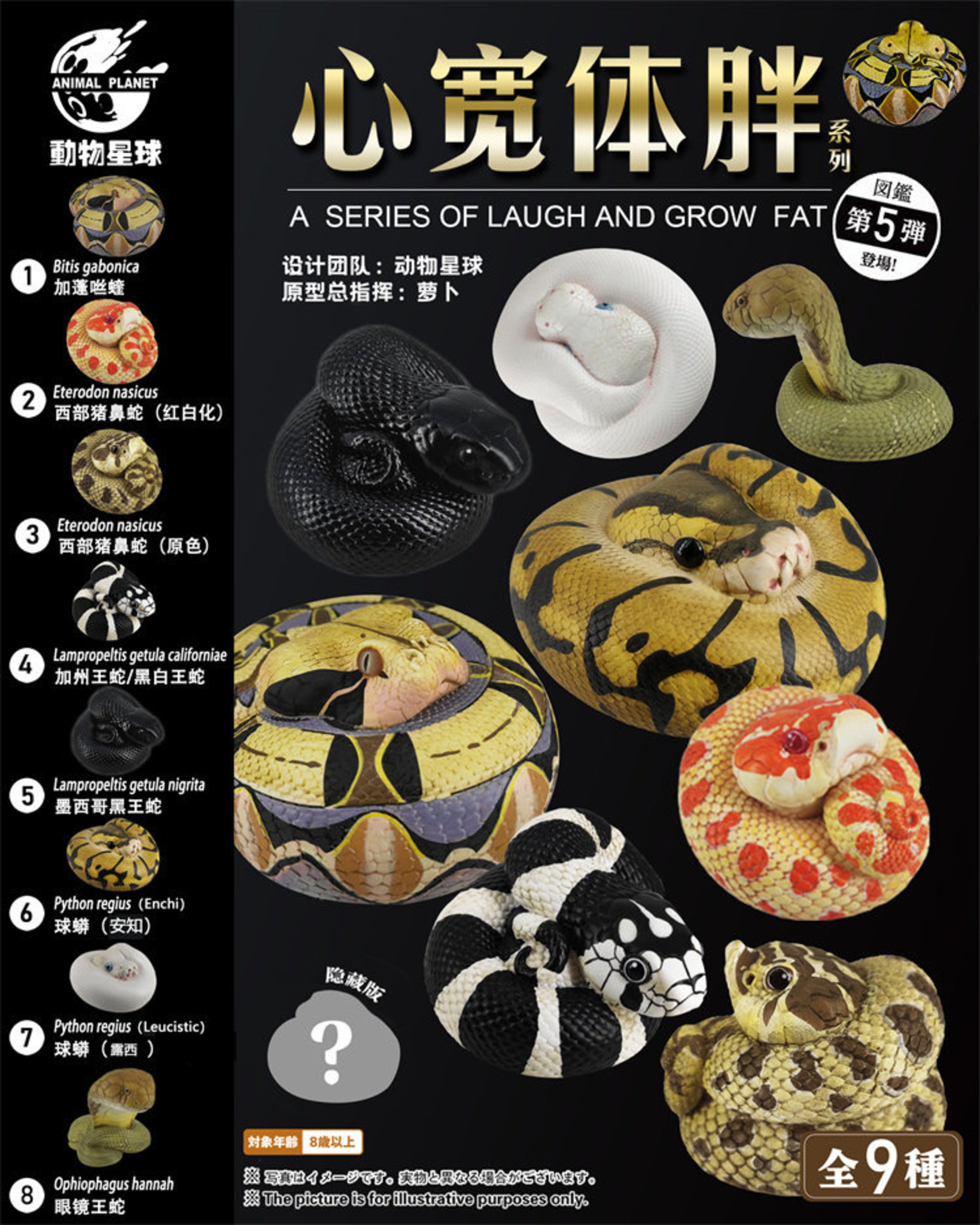 AHB Series 5 / Lampropeltis Getula Californiae - California Kingsnake / Snake