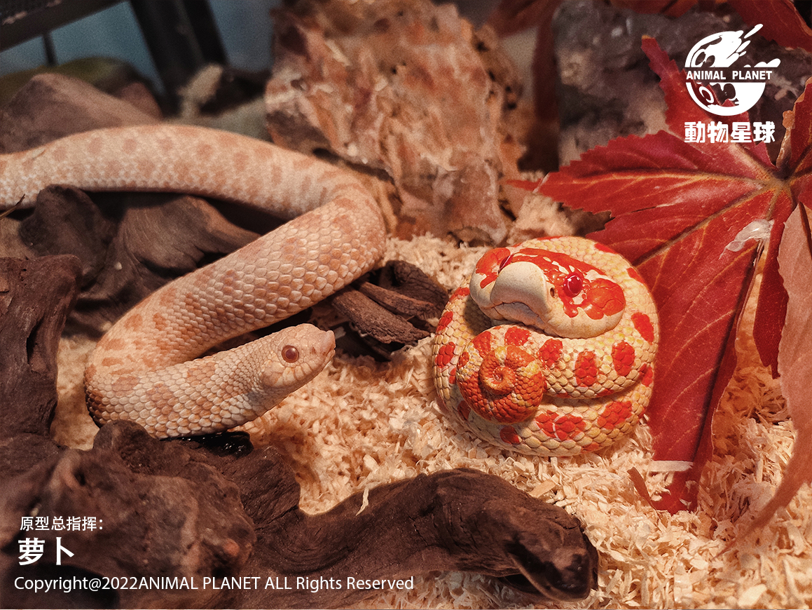 AHB Series 5 / Eterodon Nasicus - Extreme Red Hognose Snake / Snake