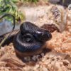 AHB Series 5 / Lampropeltis Getula Nigrita - Mexican Black Kingsnake / Snake