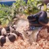 AHB Series 5 / Lampropeltis Getula Californiae - California Kingsnake / Snake