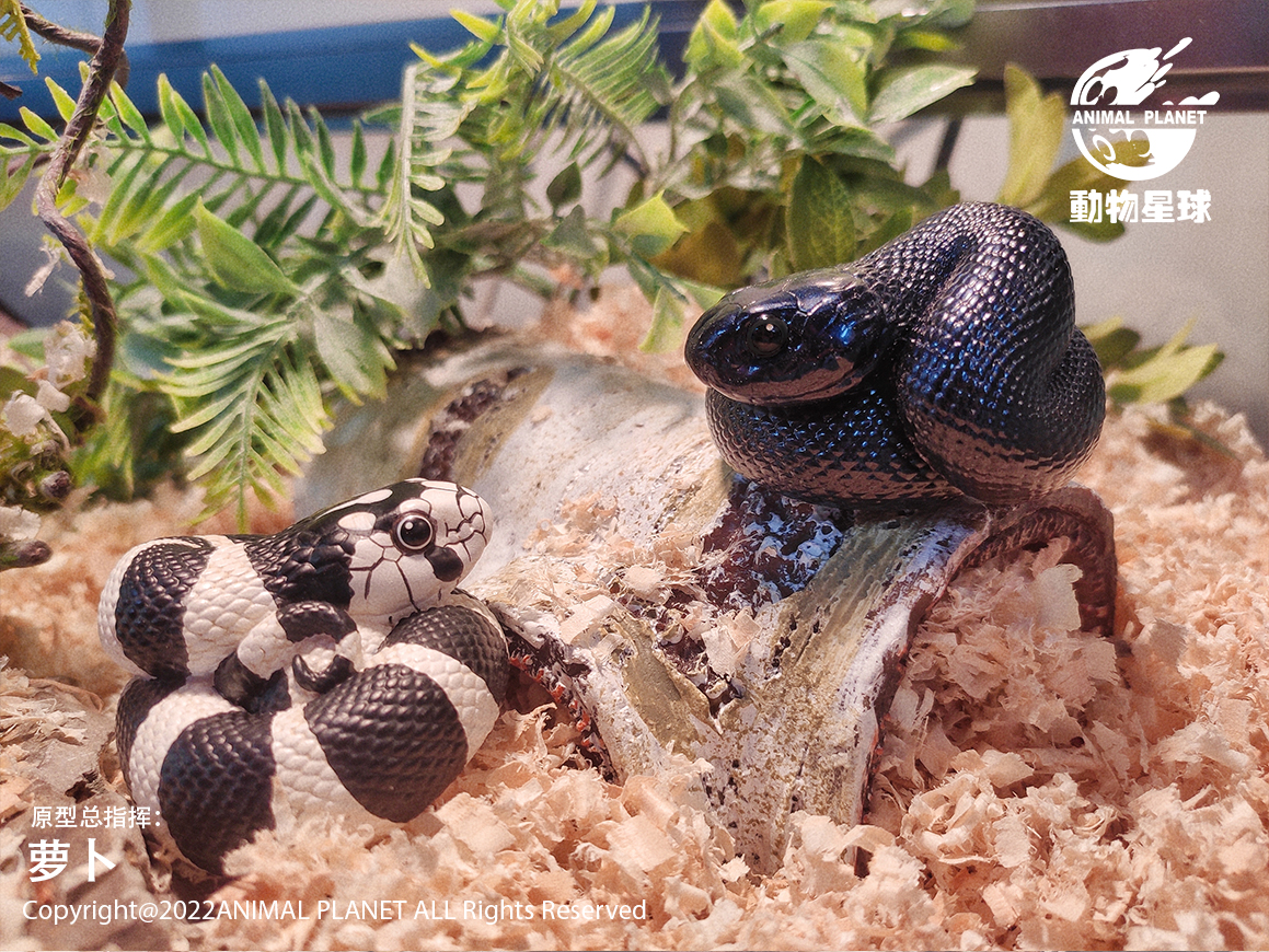 AHB Series 5 / Lampropeltis Getula Californiae - California Kingsnake / Snake