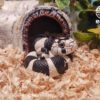 AHB Series 5 / Lampropeltis Getula Californiae - California Kingsnake / Snake