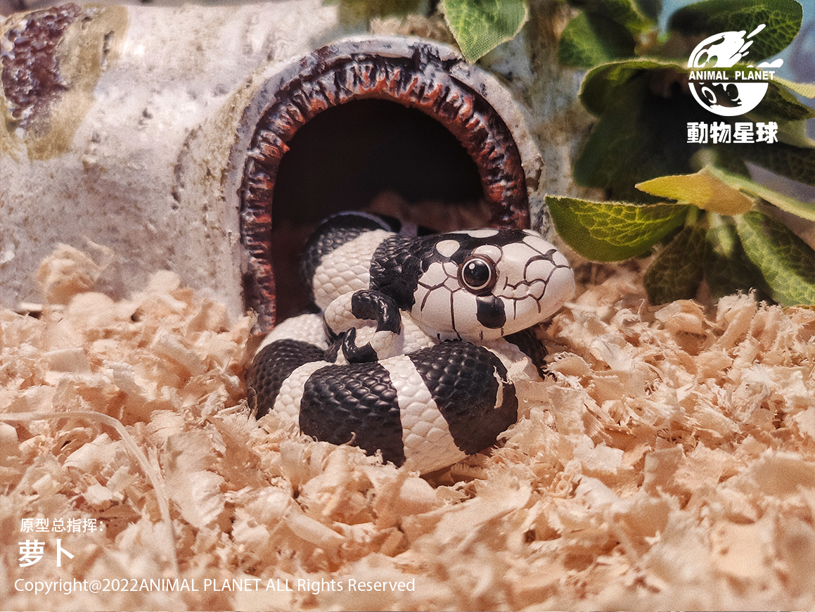AHB Series 5 / Lampropeltis Getula Californiae - California Kingsnake / Snake