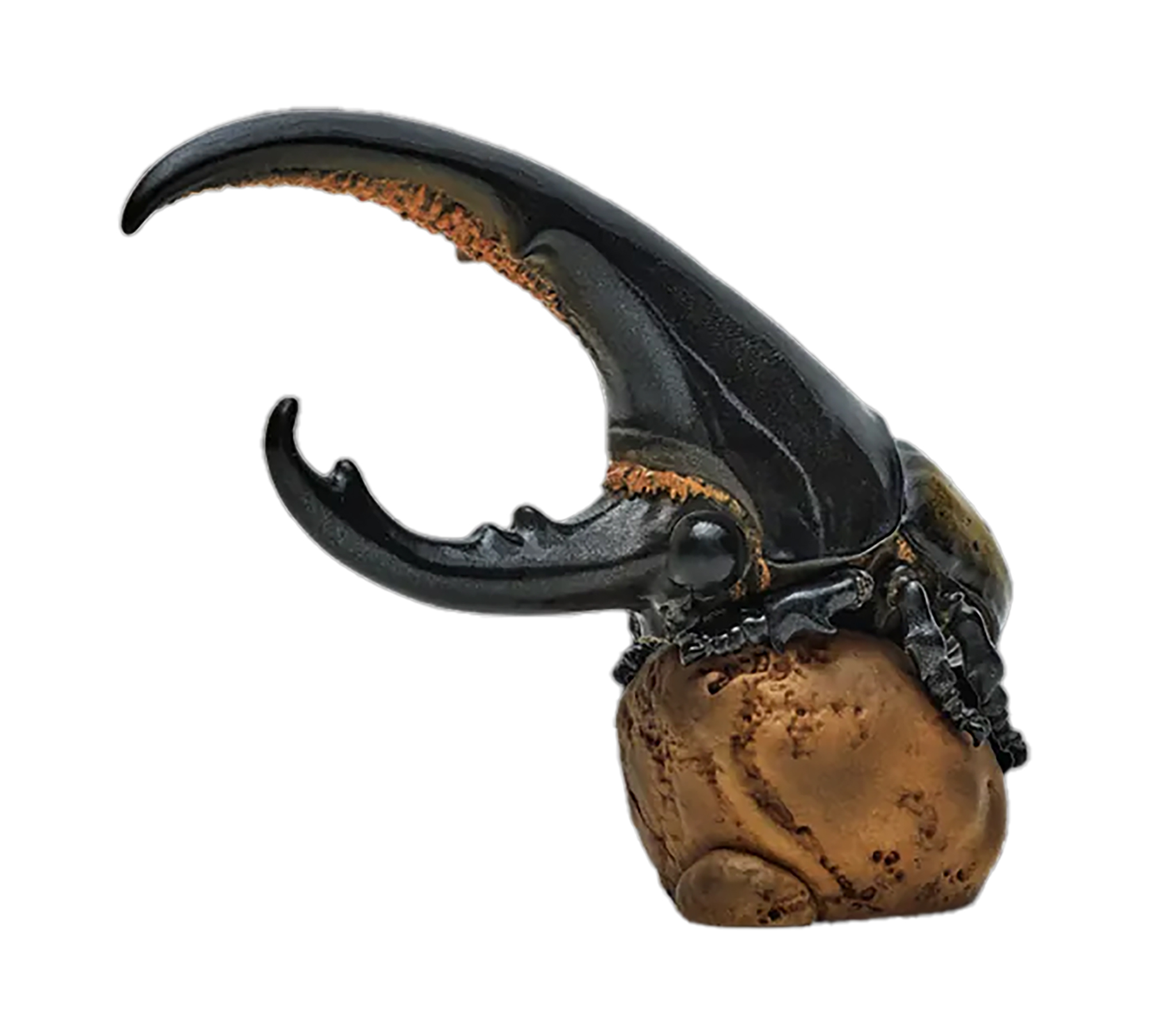 AHB Series 7 / Dynastes Hercules - Hercules Beetle (Yellow) / Insect