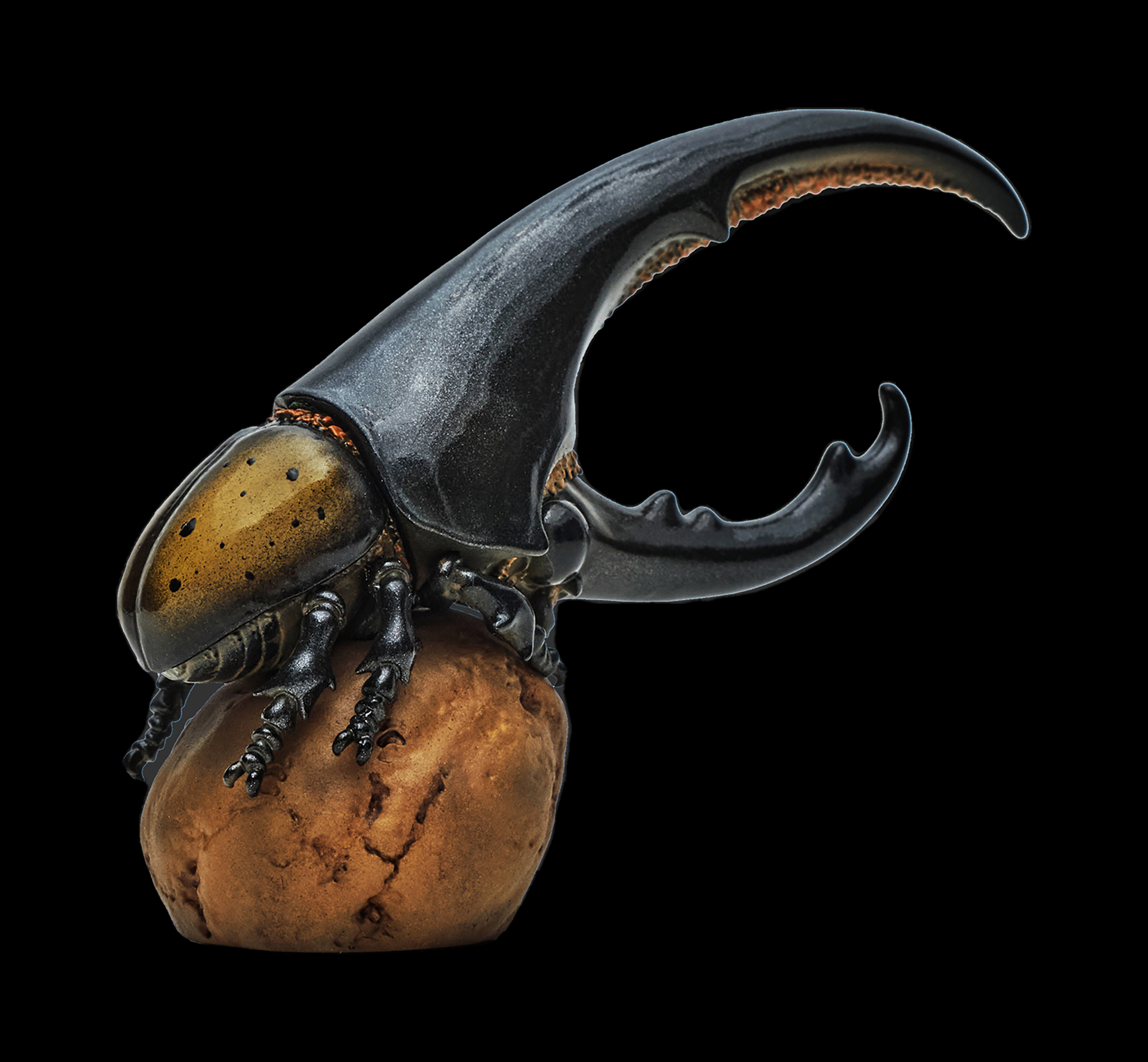AHB Series 7 / Dynastes Hercules - Hercules Beetle (Yellow) / Insect