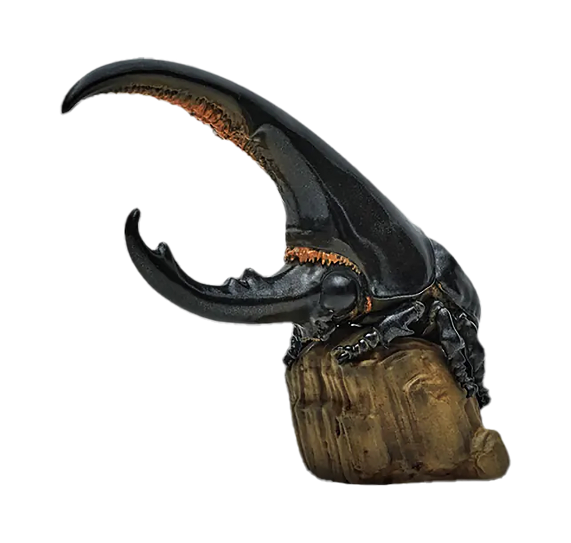 AHB Series 7 / Dynastes Hercules - Hercules Beetle (Black) / Insect