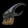 AHB Series 7 / Dynastes Hercules - Hercules Beetle (Black) / Insect