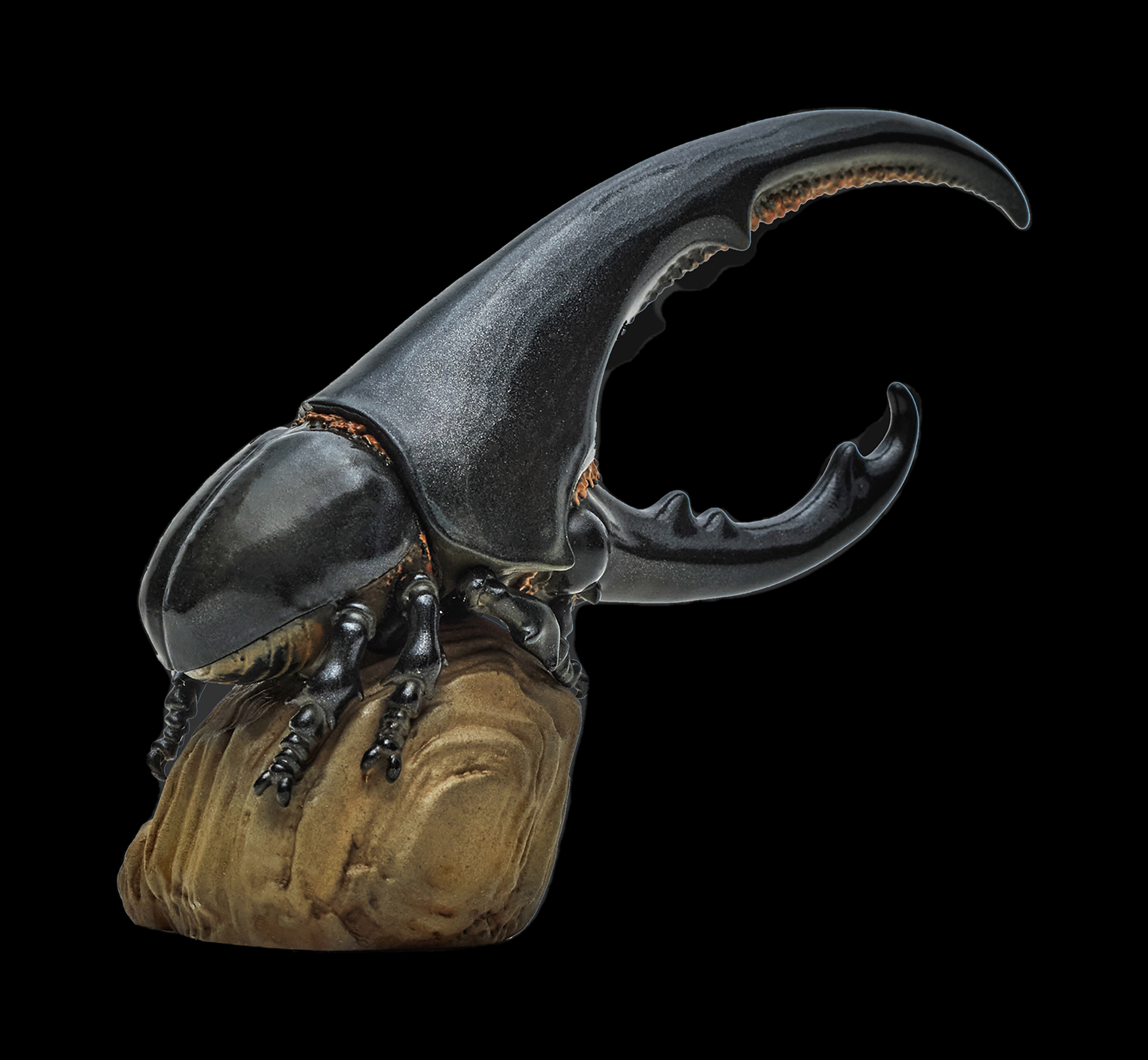 AHB Series 7 / Dynastes Hercules - Hercules Beetle (Black) / Insect