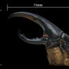 AHB Series 7 / Dynastes Hercules - Hercules Beetle (Black) / Insect