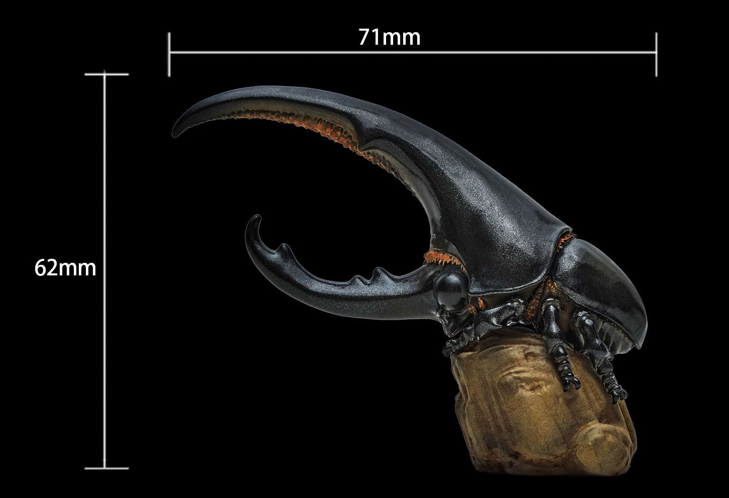 AHB Series 7 / Dynastes Hercules - Hercules Beetle (Black) / Insect