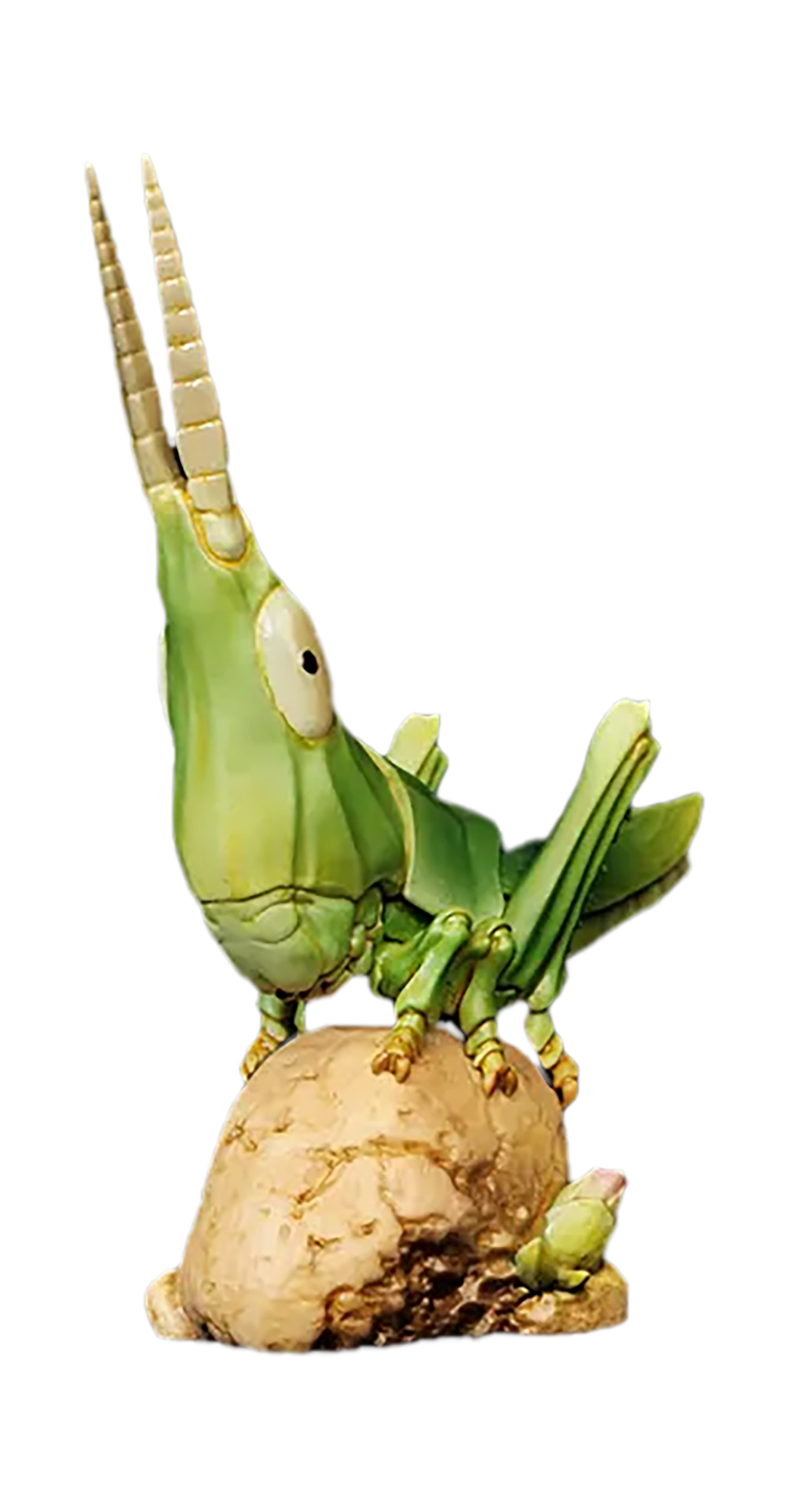 AHB Series 7 / Acrida Cinerea - Chinese Grasshopper / Insect