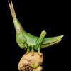AHB Series 7 / Acrida Cinerea - Chinese Grasshopper / Insect