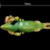 AHB Series 7 / Acrida Cinerea - Chinese Grasshopper / Insect