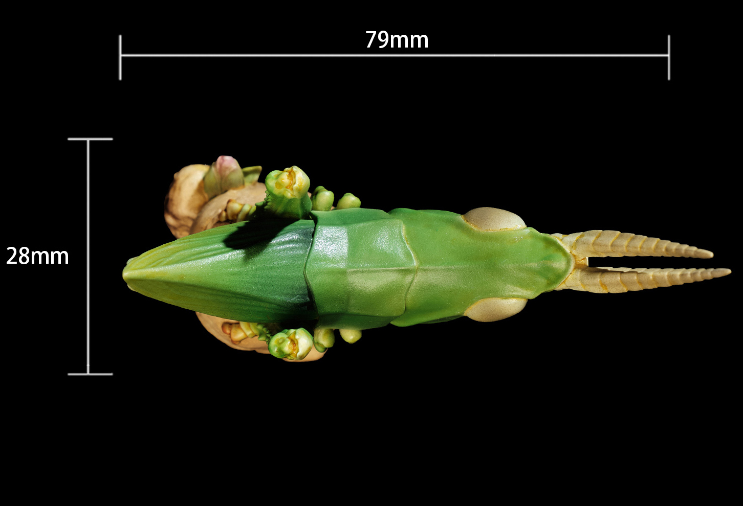 AHB Series 7 / Acrida Cinerea - Chinese Grasshopper / Insect