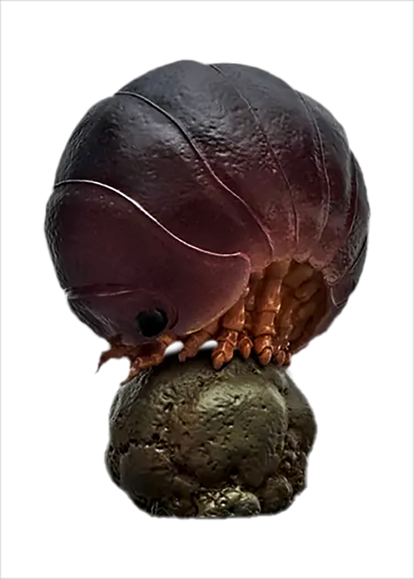 AHB Series 7 / Porceeio / Porcellio Laevis - Swift Woodlouse / Insect