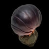 AHB Series 7 / Porceeio / Porcellio Laevis - Swift Woodlouse / Insect