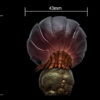 AHB Series 7 / Porceeio / Porcellio Laevis - Swift Woodlouse / Insect