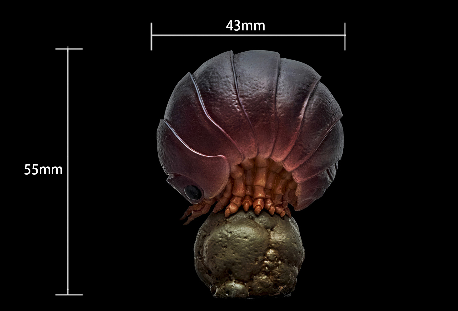 AHB Series 7 / Porceeio / Porcellio Laevis - Swift Woodlouse / Insect