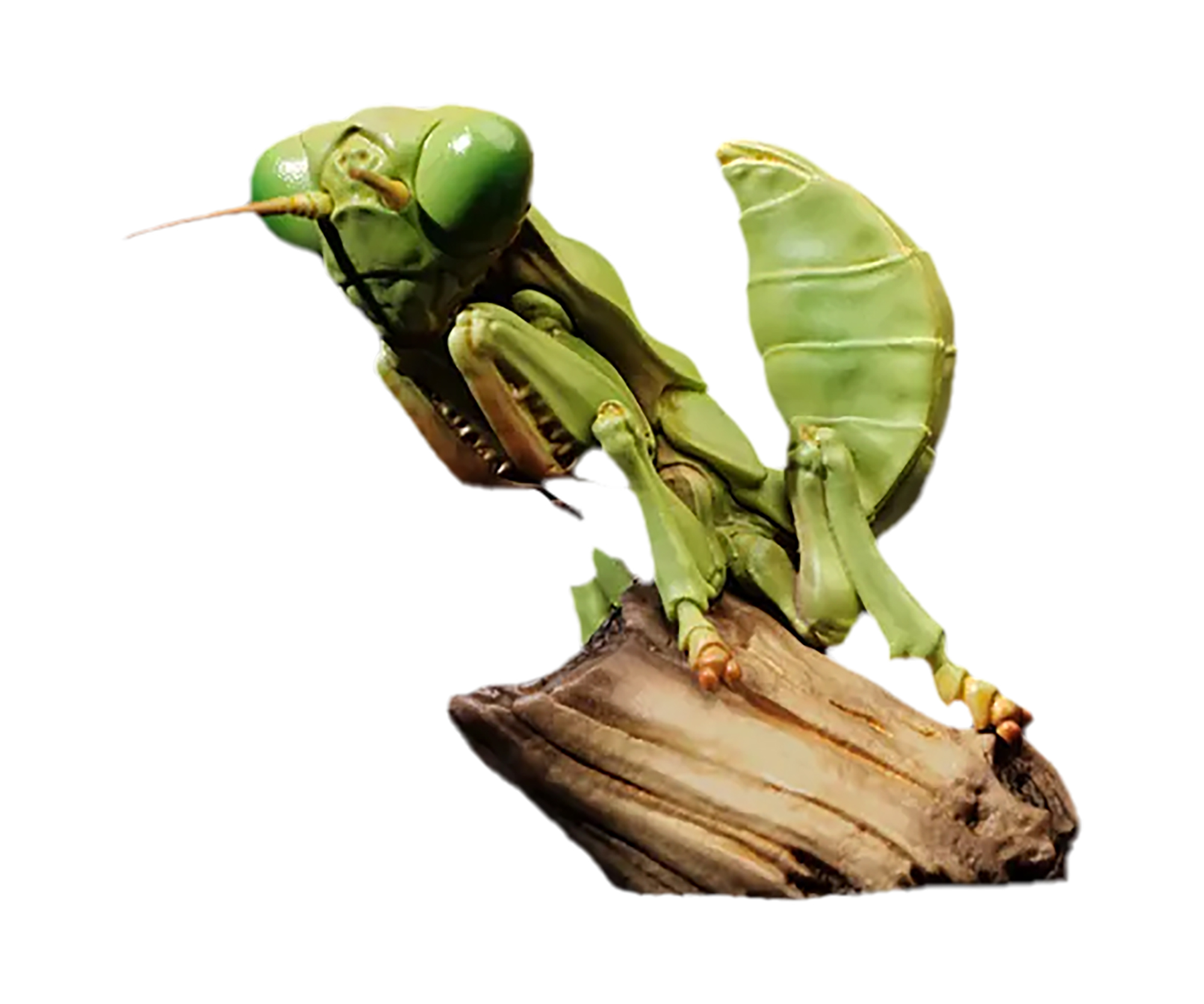 AHB Series 7 / Tenodera Sinensis - Chinese Mantis / Insect