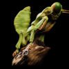 AHB Series 7 / Tenodera Sinensis - Chinese Mantis / Insect