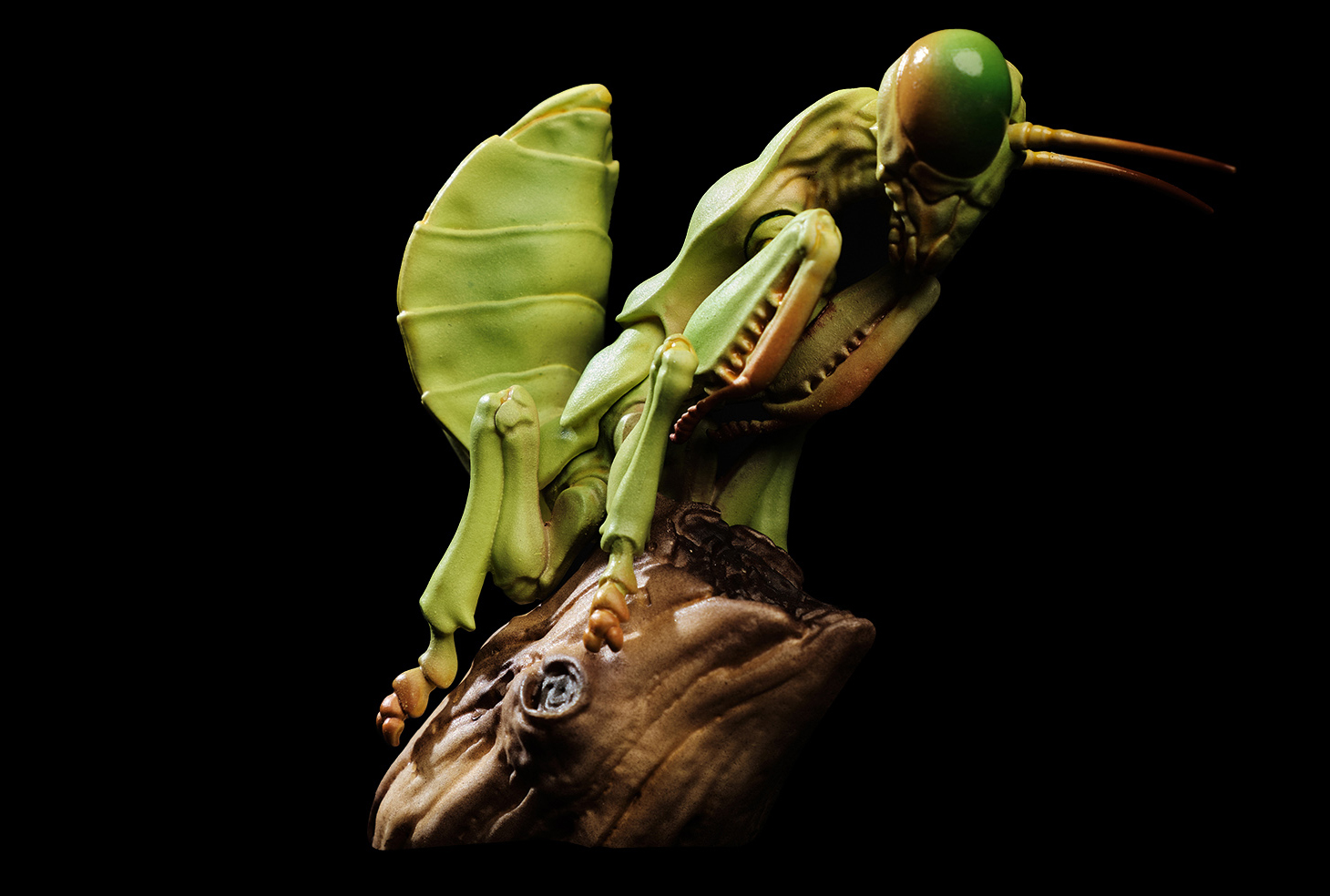AHB Series 7 / Tenodera Sinensis - Chinese Mantis / Insect