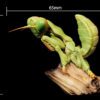 AHB Series 7 / Tenodera Sinensis - Chinese Mantis / Insect