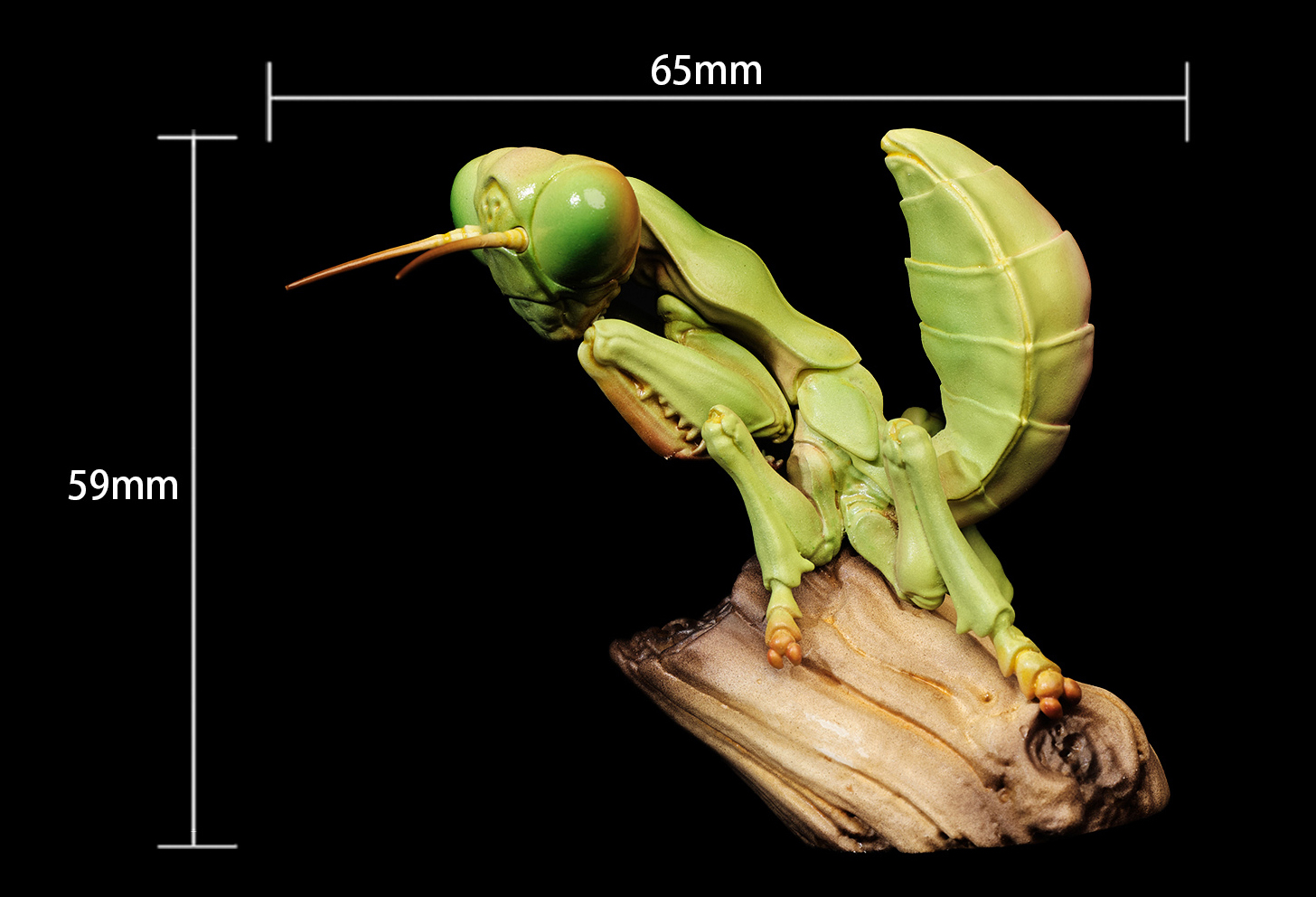 AHB Series 7 / Tenodera Sinensis - Chinese Mantis / Insect