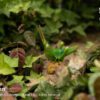 AHB Series 7 / Acrida Cinerea - Chinese Grasshopper / Insect