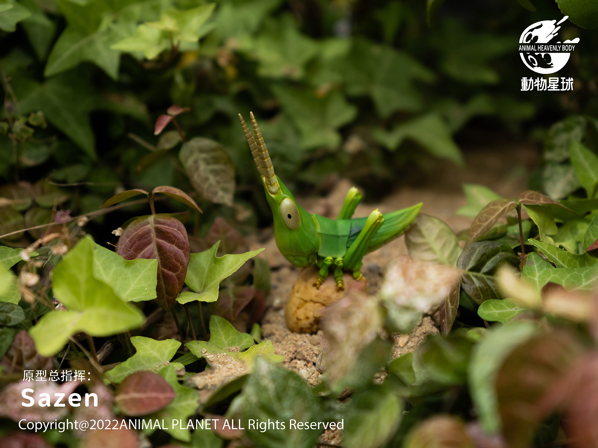 AHB Series 7 / Acrida Cinerea - Chinese Grasshopper / Insect